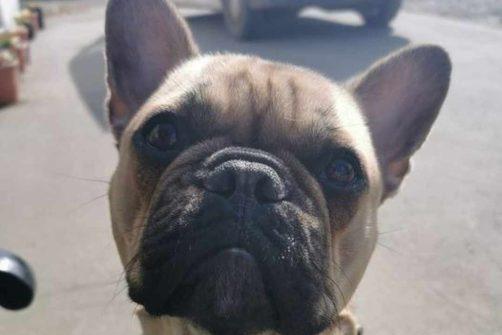 Eddie is a four year old French Bulldog. He is currently under assessment, but is already showing signs of resource guarding. He walks nicely on lead and is not reactive to other dogs. He has not yet been cat-tested. A breed-experienced family is needed as he may need BOAS in the future.