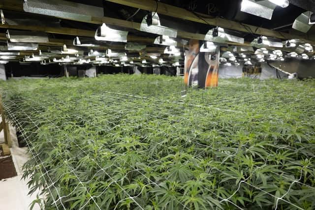 Cannabis plants inside Aspers Casino in Northapton, discovered in warrant on Thursday, October 30, 2025.