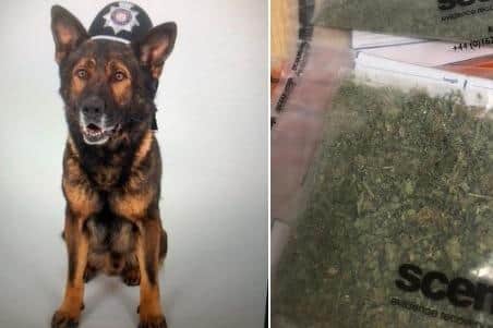 PD Olly sniffed out the cannabis dropped by teenagers in Northampton town centre. Photo: @NorthantsDogs.
