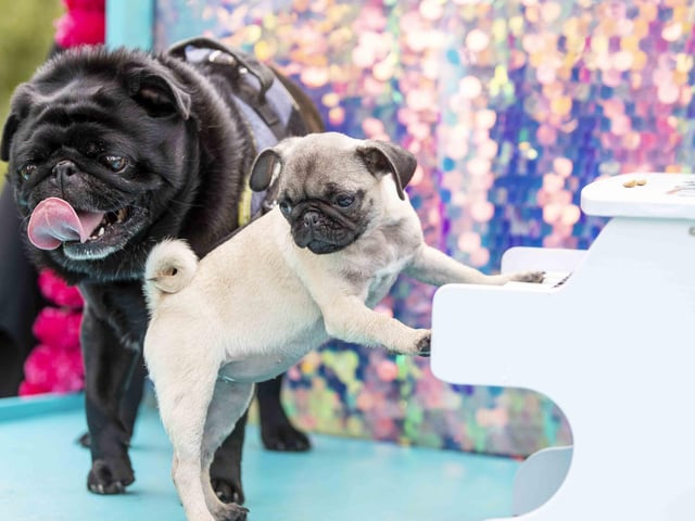 The Teddy’s Dog Care team took inspiration from Coachella festival and planned the pug equivalent, which they hope to offer annually and open up to all dog breeds.