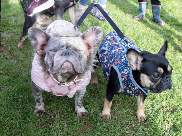 Around 60 French Bulldogs dressed in festive outfits for the annual Christmas walk at Hunsbury Country Park on Sunday December 15.