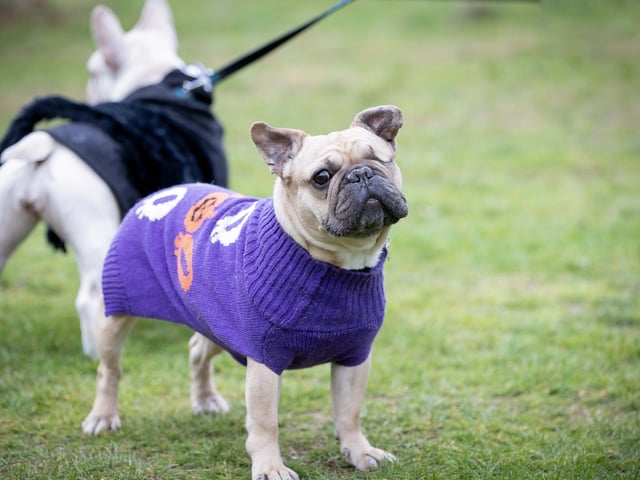 Owners and their pets met for the annual Halloween Walk for the annual event organised by the French Bulldog Meet and Walk Northampton group