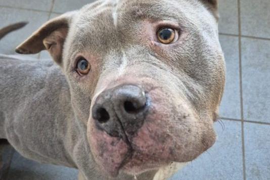 It’s hard to resist Albert’s gorgeous face. This super-friendly boy is six years old and is looking for a loving family with space in their hearts and on their sofa! He seems fine around other dogs and could possibly live with one. He will make a great companion for sensible children who want him to join in on their adventures.