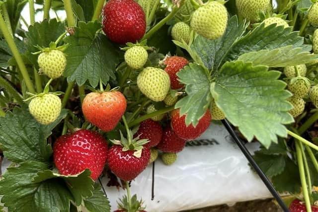 The Harpole pick your own strawberries filed has reopened for 2024.