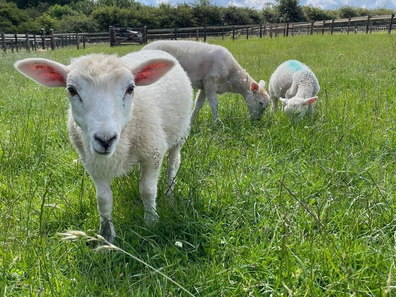 Over the Easter weekend, the Easter bunny will make an appearance at the farm. There will also be an Easter egg hunt and the chance for families to meet the farm's new arrivals, including lambs, calves and goat kids. Pre-booking is encouraged. Book tickets on the Mini Meadows website.