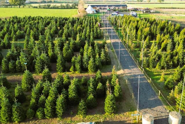 The popular Welford Christmas Tree Farm, in Northampton Road, is a long-standing, family-run business and it underwent a huge transformation back in 2022.