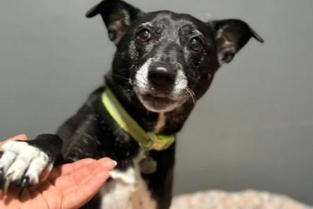Woody is a sweet-natured Staffordshire Bull Terrier cross, around 10 years old. He has come into our care through no fault of his own and would make a wonderful companion for someone with plenty of love to give. Woody still enjoys his walks and is well socialised, making him a delightful addition to the right home.