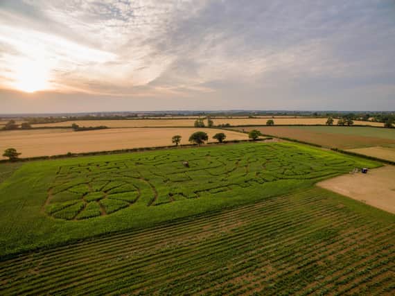 Overstone Grange Farm will host a royal themed maze this year.