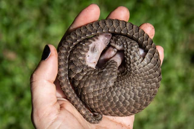 Up to 200,000 pangolins are estimated to be taken from the wild every year across Africa and Asia.