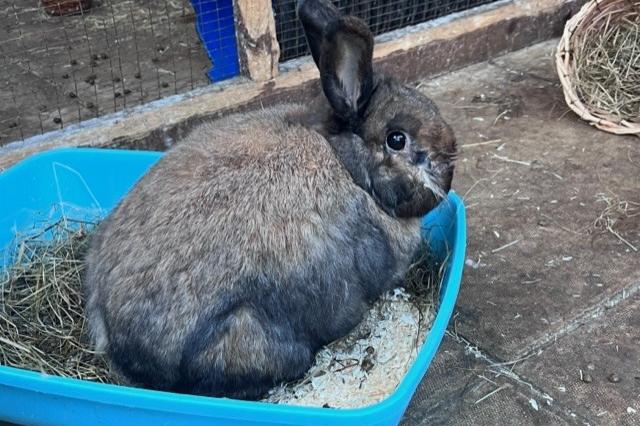 Rocky is a large handsome three year old neutered boy needing a home with a large wifebun.
