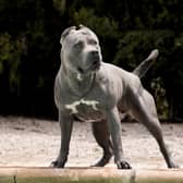 A court ordered two XL Bully dogs be put down after a woman was injured in Sheffield in March 2023. Image: Luxorpics - stock.adobe.com
