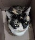 Annie said: "Pretty Pepper and her handsome brother Pickle are three years old and looking for a loving forever home together. They would be fine to live with sensible children, but no other cats or dogs. They have had limited access to the outside world, so need a really safe garden away from any busy roads or town centres, so they can learn to explore when they feel confident enough."