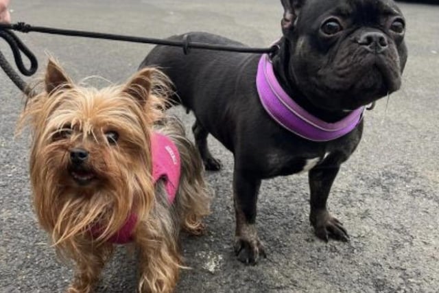 Annie said: "Hollie is a seven year old yorkie, and her best friend is three year old Berrie. They are looking for an adult-only home together. They are fine with other dogs but are not used to cats. They have no recall so would need all their walks on lead."