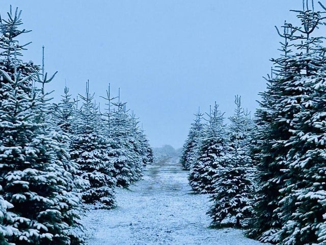 The popular, family-run Welford Christmas Tree Farm welcomed the community for a variety of festive fun. After the business bounced back from a break in at their busiest time of year, the Miles family were determined to not let this stop what they had planned – which included the new addition of fire pits to toast marshmallows.