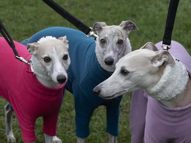 Dozens of dog walkers turned out on Sunday morning (December 21) for the charity's annual fundraiser at Bradlaugh Fields