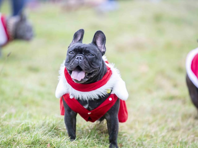 Nearly 100 French Bulldogs wore Christmas outfits for a festive walk at Hunsbury Hill Country Park on Sunday (December 17).