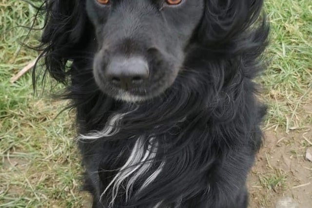 Annie said: "Ollie is a three year old spaniel x collie who is cat and dog friendly, very intelligent and knows commands. He bonds very quickly and will do anything for the person he loves."