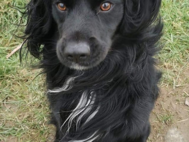 Annie said: "Ollie is a three year old spaniel x collie who is cat and dog friendly, very intelligent and knows commands. He bonds very quickly and will do anything for the person he loves."