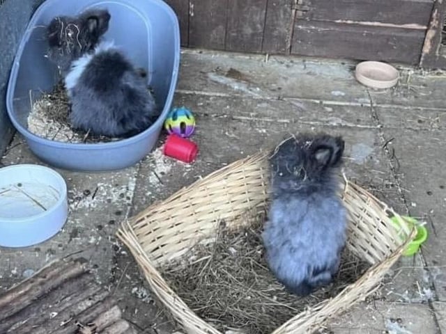 Bonnie, Tina, and George are a lovely one-year-old bonded trio who would love a spacious home together. All are neutered, vaccinated, and microchipped. They will leave us with four weeks of free insurance and rescue support for life. If you can offer them a wonderful home, please contact us at: admin@animals-in-need.org.
