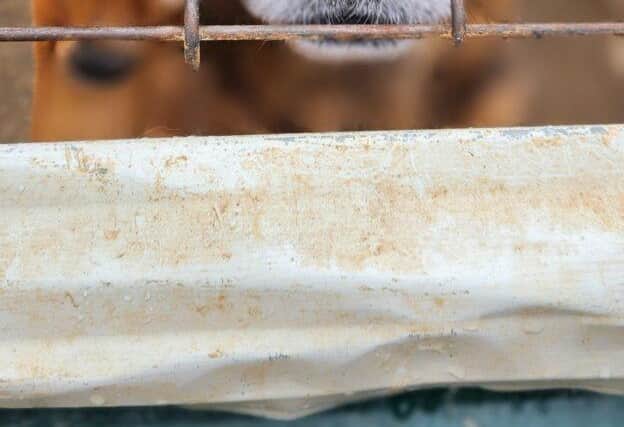 So many dogs needing our help