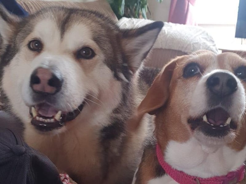 Dogs pictured.