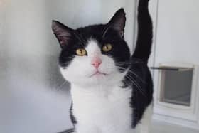 Luciano was abandoned in Northamptonshire and is now in the care of the RSPCA and looking for his forever home.
