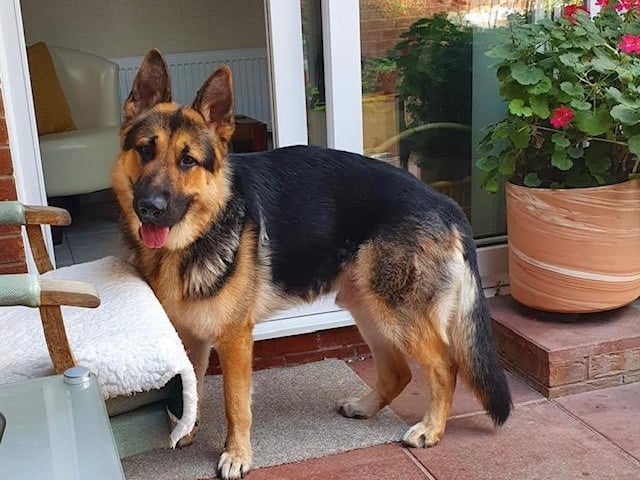 Annie said: "Zeus is a very handsome, two year old GSD. He is housetrained, knows basic commands and is fine with other dogs but not cat tested."