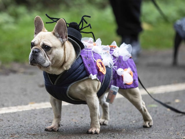 Around 60 French Bulldogs dressed up in spooky costumes for a special walk at Hunsbury Hill Country Park on Sunday (October 29).