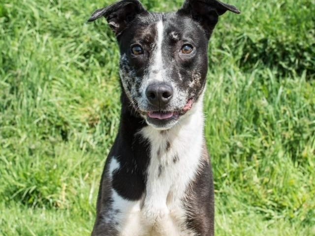 Annie said: "Rosie is a precious small Lurcher lady. She walks Nicely on lead. She loves people and other dogs."