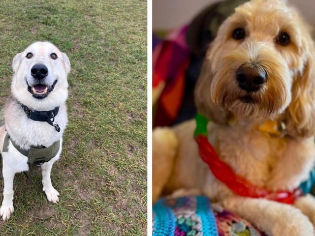 Take a look at seven rescue dogs in Northamptonshire looking for a forever home this week.