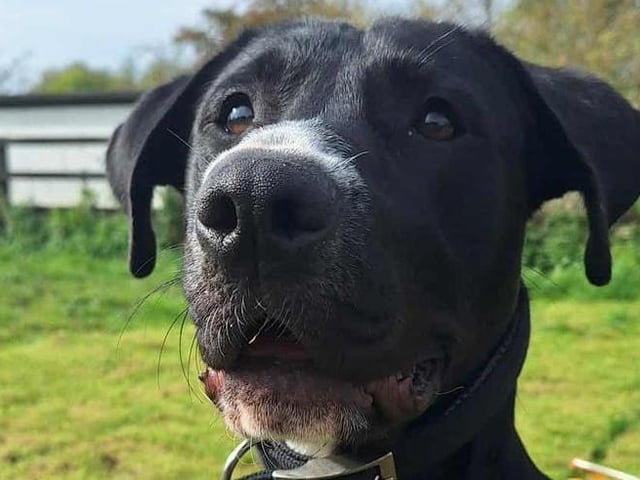 At just 9 months old, Wiggsy is full of charm and character. His tail never stops wagging, and his playful spirit will win you over instantly. He loves nothing more than a good game of fetch, and when playtime is over, he’s convinced he’s a lap dog - despite his size!