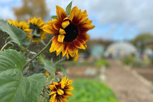 Summer at Towcester Community Garden