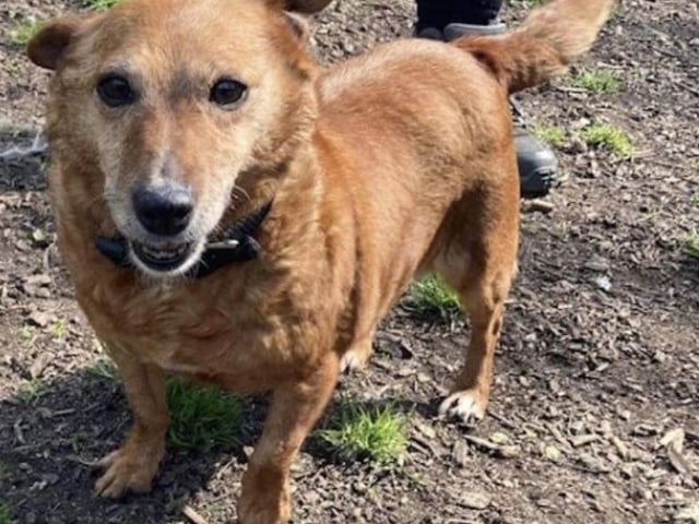 Annie said: "Winnie is a sweet, older terrier cross. She's such a friendly and affectionate lady. She would make a great companion to an active older person."