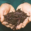 Worms and earth in hands