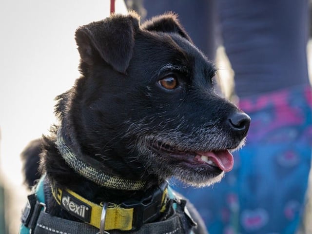 There's lots of cute faces at Animals In Need!