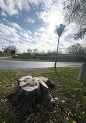 John found his 'Gentleman of the Road' resting on a treestump - but should he have left him alone?