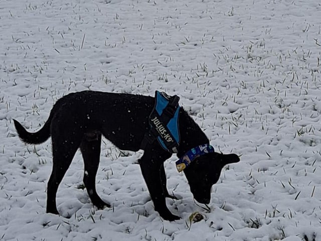 11-month-old Blake enjoying the snow for the first time.