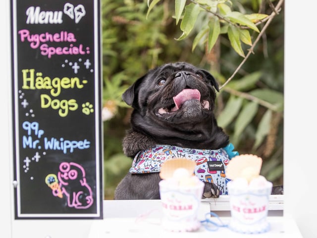 The Teddy’s Dog Care team took inspiration from Coachella festival and planned the pug equivalent, which they hope to offer annually and open up to all dog breeds.