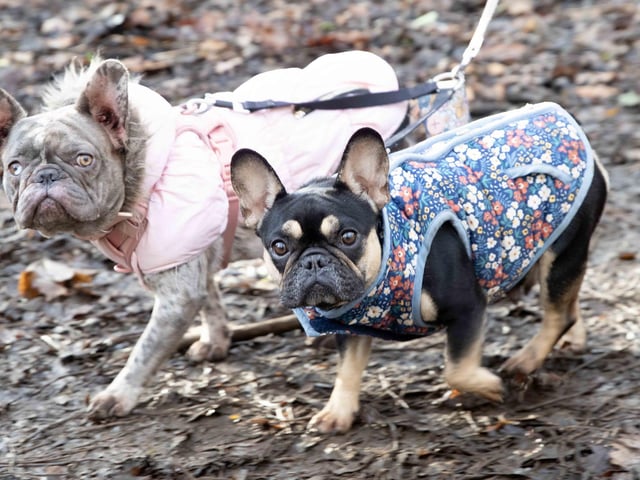 Around 60 French Bulldogs dressed in festive outfits for the annual Christmas walk at Hunsbury Country Park on Sunday December 15.