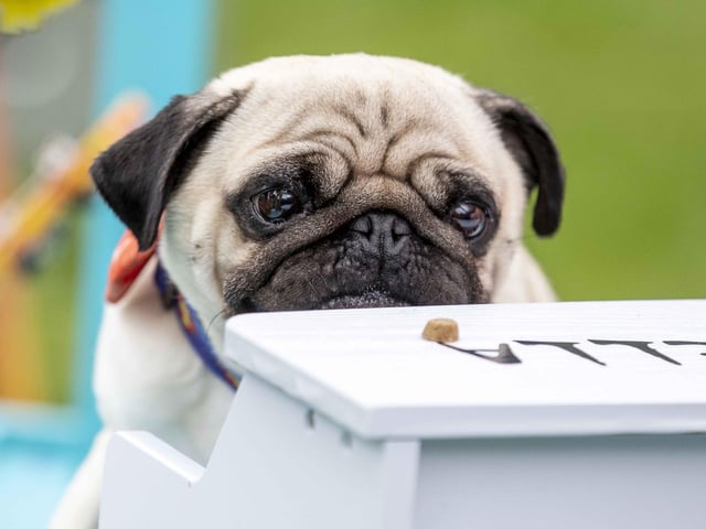 The Teddy’s Dog Care team took inspiration from Coachella festival and planned the pug equivalent, which they hope to offer annually and open up to all dog breeds.