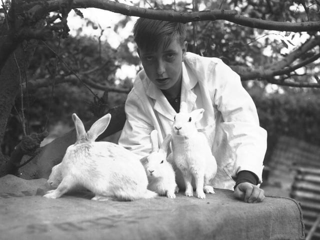 August 1, 1967 - Desmond Hill with rabbits
