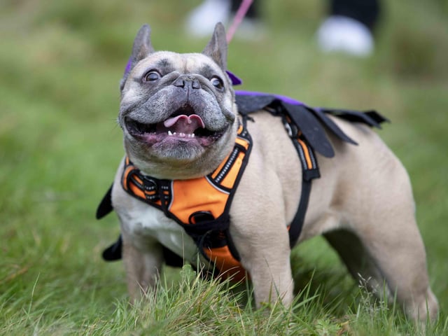 Around 60 French Bulldogs dressed up in spooky costumes for a special walk at Hunsbury Hill Country Park on Sunday (October 29).