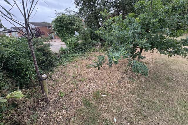 The saplings, originally planted as part of the late Queen’s Jubilee, had been growing for two years and were intended to enhance biodiversity and provide a natural barrier for the park.