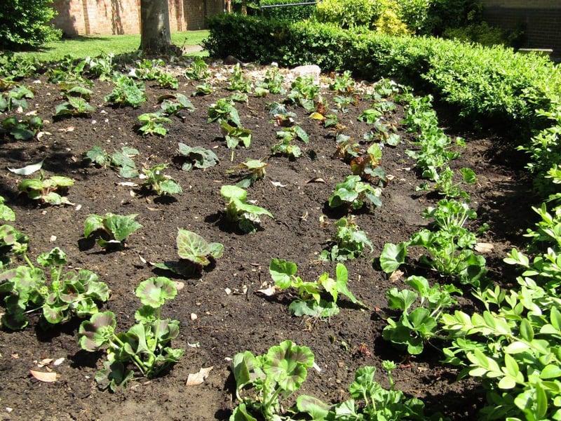Flower Bed Ready for Summer