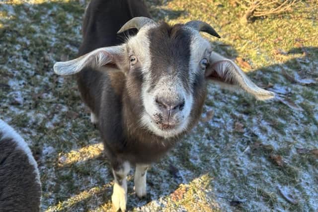 'Ronaldo' the goat at Wicksteed Park/Wicksteed Park