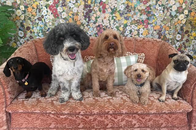 Teddy’s Dog Care, in Newport Pagnell Road, was founded by Michelle Wilson in 2010 after she adopted her pug Teddy – who inspired her to expand her love and care to more dogs across the county.