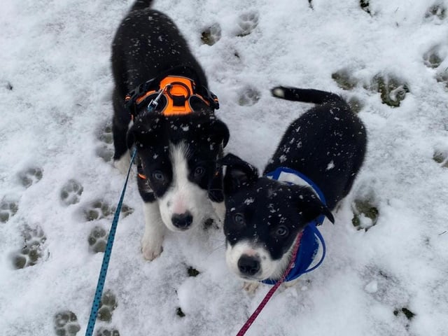 Chibs and Cherry on their snowy walk.