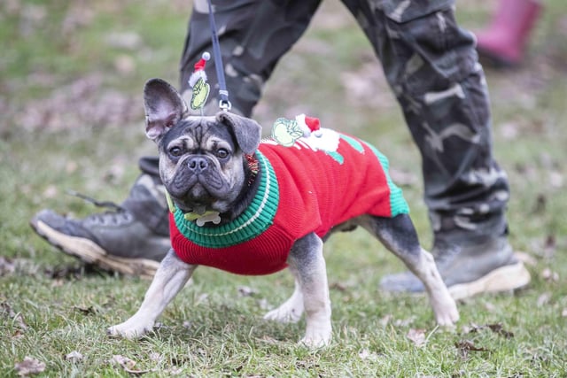 Nearly 100 French Bulldogs wore Christmas outfits for a festive walk at Hunsbury Hill Country Park on Sunday (December 17).