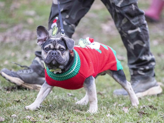 Nearly 100 French Bulldogs wore Christmas outfits for a festive walk at Hunsbury Hill Country Park on Sunday (December 17).