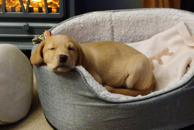 Guide dog puppy Sophie sleeping in her basket.